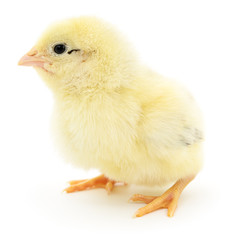Small yellow chicken.