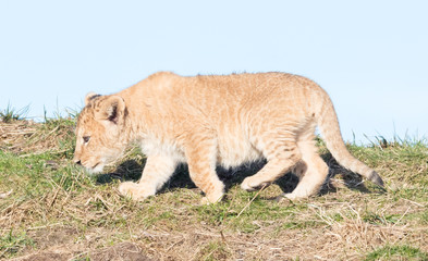 Lion cub exploring it's surroundings