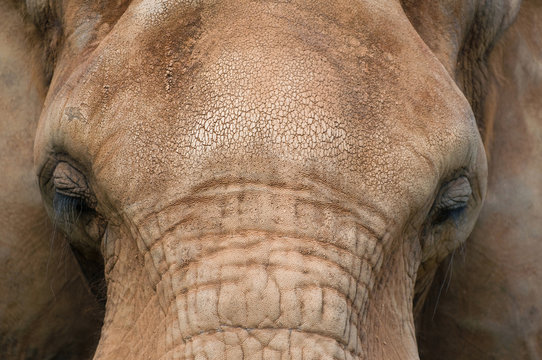 African elephant up close