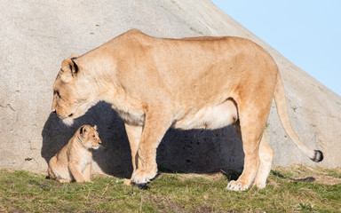 Fototapeta na wymiar Lioness and cubs, exploring their surroundings