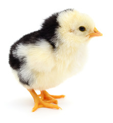 Small yellow chicken.