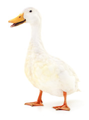 Duck on white.