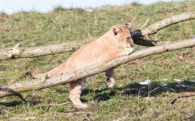 Lion cub exploring it's surroundings