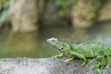 Green iguana