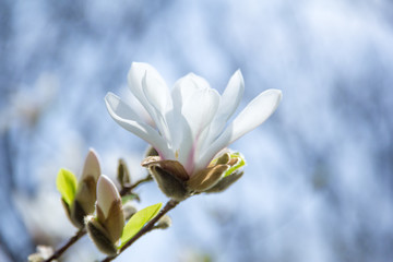 Naklejka premium white magnolia flower