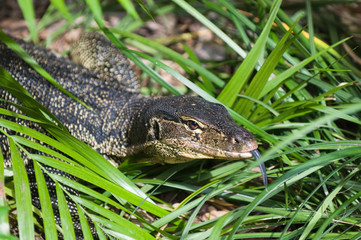 Water monitor lizard