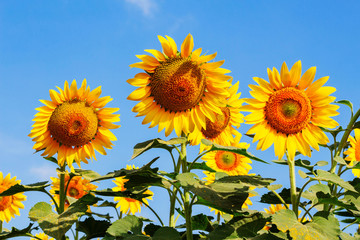 Sunflower at blue sky.
