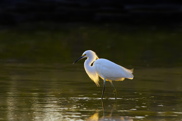 Great Egret Casmerodius alba preening in coastal lagoon Fort Myers Beach Florida USA