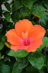 Blossoming orange hibiscus Flower