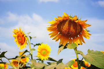 Sunflower on the sky.
