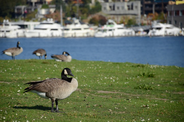 Goose on a lake. Seattle, WA State