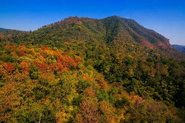 Aerial view of autumn forest