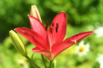 Fototapeta premium Pink lily flower macro , isolated on natural background
