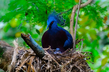 Fototapeta premium Victoria crowned pigeon, Victoria goura.