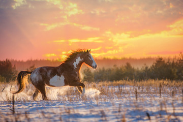 Red piebald horse runs on snow on sunset background