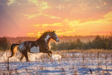 Poster Rood gevlekt paard loopt op sneeuw op zonsondergang achtergrond © ashva
