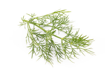 Fresh dill on the white background.