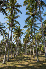 Coconut palms in Java Indonesia 