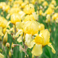 Flower yellow iris