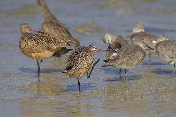 Marbled Godwit Limosa fedoa feeding March Fort Myers beach Gulf coast Florida USA