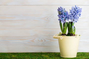 flower purple hyacinth in a pot on a wooden background