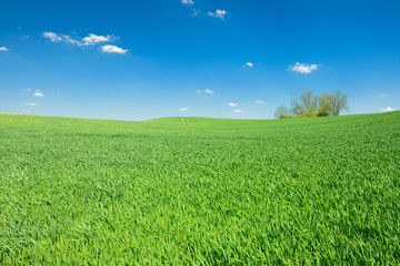 Fototapeta premium Grünes Feld unter blauem Himmel im Frühling