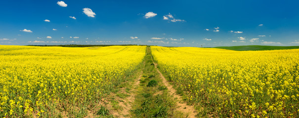 Tractor Tracks through Endless Fields of Oilseed rape blossoming under Blue Sky with Clouds