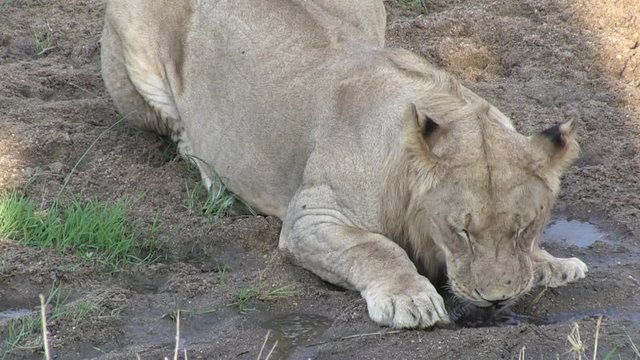 Masai lion or East African lion (Panthera leo nubica syn. Panthera leo massaica) drinking. Tanzania