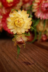 Suszki © Piotr Ciździel