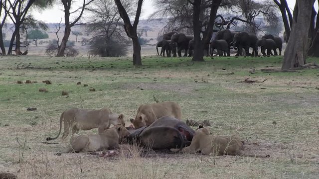 Masai lion or East African lion (Panthera leo nubica syn. Panthera leo massaica) feeding on  an African bush elephant (Loxodonta africana. Ruaha National Park. Tanzania
