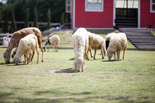 Sheep Grazing grass