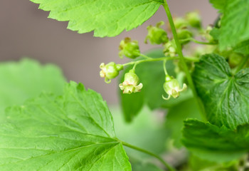 flowers black currant, spring background