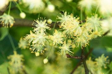 flowers blossoming tree linden tree, spring