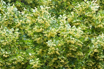 Fototapeta na wymiar flowers blossoming tree linden tree, spring