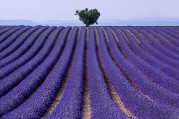 Fototapeta na wymiar Fields of lavender in Valensole, France
