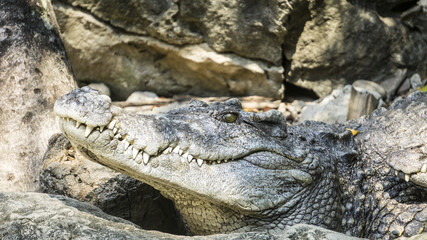 crocodile in zoo