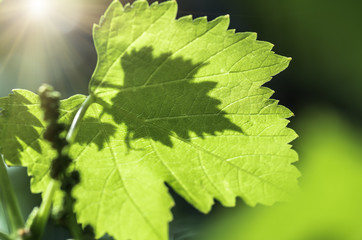 green grape leaves closeup, spring background