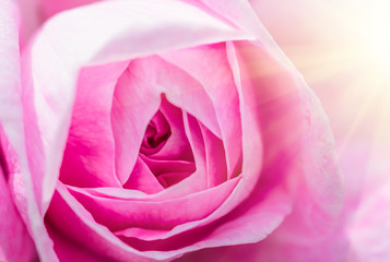 Fototapeta na wymiar Pink roses in soft color, festive background