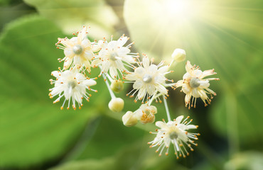 Fototapeta premium flowers blossoming tree linden tree, spring