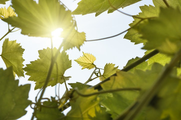 green leaves of grapes on a background of blue sky