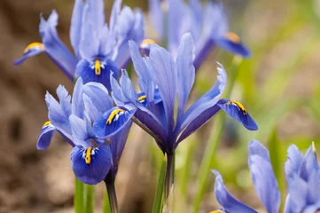 Crédence de cuisine en verre imprimé Iris Iris flowers (Iris pumila) in the grass at spring 