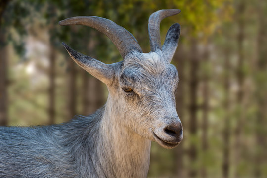 Goat
