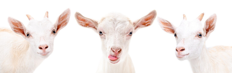 Portrait of a three  white goat isolated on white background