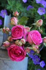 Romantische Rose