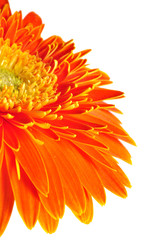 gerbera daisy close up macro texture.