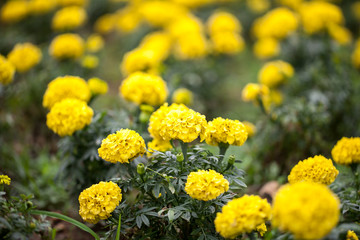 Marigold flowers