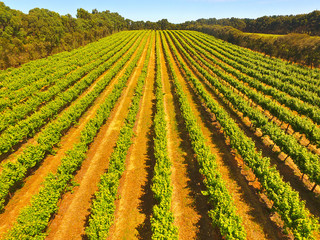 Aerial view of vineyard in Coonawarra region Australia featuring rows of grapes ands vines © Hypervision