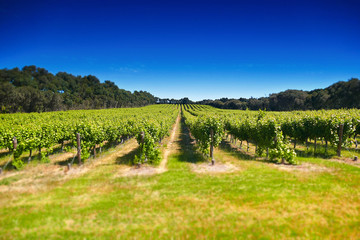 Fototapeta na wymiar Aerial view of vineyard in Coonawarra region Australia featuring rows of grapes ands vines
