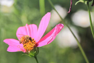 Bee in the Pink Flower  , Thailand