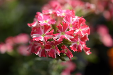 Rosa weiße Balkonpflanze